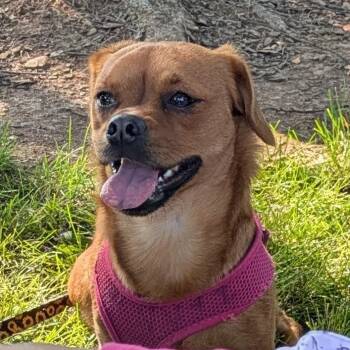 Cara -- Courtesy Post -  Chihuahua and Dachshund Dog for Adoption in Frederick, Maryland - Cara -- Courtesy Post | PetCurious
