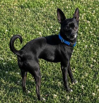 Chewy -  Chihuahua Dog for Adoption in Greenville, North Carolina - Chewy | PetCurious