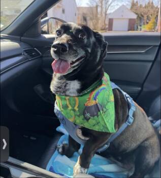 SHADOW - PERFECT -  Corgi and Black Labrador Retriever Dog for Adoption - SHADOW - PERFECT | PetCurious