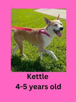 Kettle -  Terrier Dog for Adoption in Ravenna, Ohio - Kettle | PetCurious