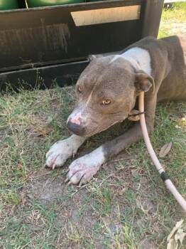 Pit Bull Terrier and Mixed Breed Dogs Available for Adoption in Savannah, Georgia - Brown Suga | PetCurious