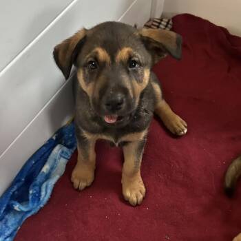 Shepherd Dogs Available for Adoption in Minnetonka, Minnesota - Cocoa Pebbles D68727 | PetCurious