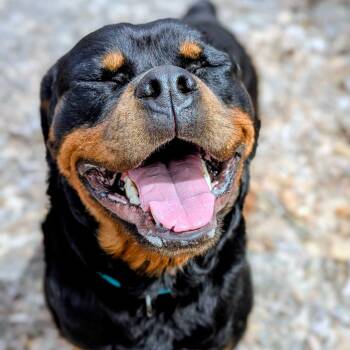 Rottweiler Dogs Available for Adoption in Grand Rapids, Michigan - Pretzel | PetCurious