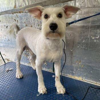 Birdie -  Miniature Schnauzer Dog for Adoption in Danville, Vermont - Birdie | PetCurious