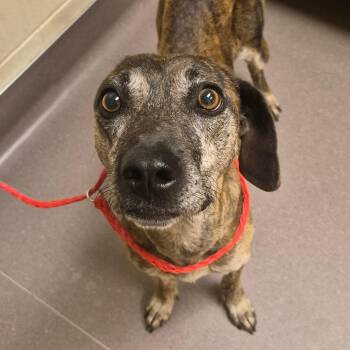 Mamma Dog/Snow White -  Mixed Breed Dog for Adoption in Bend, Oregon - Mamma Dog/Snow White | PetCurious