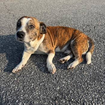 Mace 4287 -  Mixed Breed Dog for Adoption in Columbus, Georgia - Mace 4287 | PetCurious
