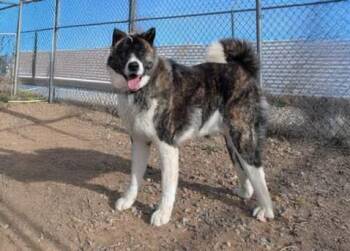 Akita Dogs Available for Adoption - BORIS | PetCurious