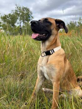 Jellybean -  Bullmastiff Dog for Adoption in Winnipeg, Manitoba - Jellybean | PetCurious