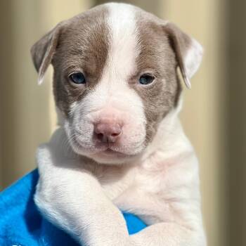 Rescue Mixed Breed Dogs for Adoption in Berwick, Maine - SUSAN - ARRIVING IN MAINE MID-DECEMBER | PetCurious