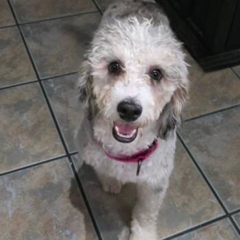 Poodle and Bernese Mountain Dog Dogs Available for Adoption in Chandler, Arizona - Bernie | PetCurious