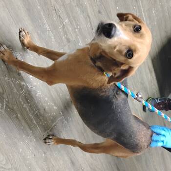 Rescue Hound Dogs for Adoption in Summerville, South Carolina - Shylee | PetCurious