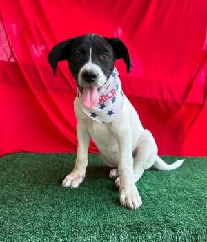 Tucker (Connecticut) -  Pointer and Hound Dog for Adoption in VERNON ROCKVL, Connecticut - Tucker (Connecticut) | PetCurious