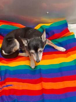 Noah -  Chihuahua Dog for Adoption in Savannah, Georgia - Noah | PetCurious