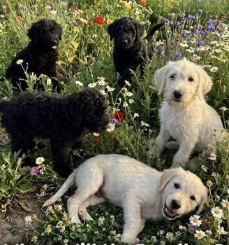 Kyanite -  Labrador Retriever and Schnauzer Dog for Adoption in The Woodlands, Texas - Kyanite | PetCurious