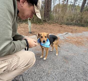 Mixed Breed Dogs Available for Adoption - Phoenix (Sumter, SC) | PetCurious
