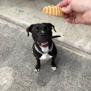 Rescue Labrador Retriever Dogs for Adoption in Williston, Vermont - Noelle | PetCurious