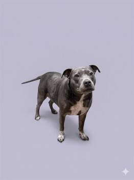 LUCY BELL -  Mixed Breed Dog for Adoption in Jacksonville, Florida - LUCY BELL | PetCurious