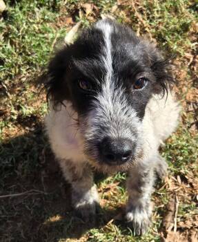 OPOSSUM 425 -  Wirehaired Terrier Dog for Adoption in New Berlin, Wisconsin - OPOSSUM 425 | PetCurious