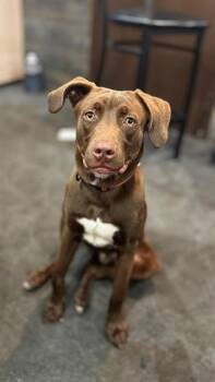 BUCKLEY -  Labrador Retriever Dog for Adoption in Charlotte, North Carolina - BUCKLEY | PetCurious