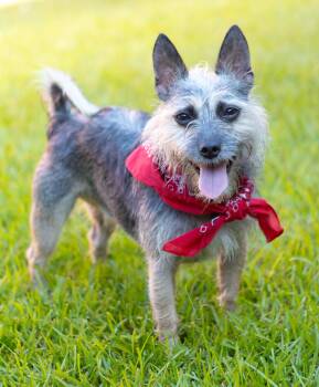Buddy -  Cairn Terrier and Schnauzer Dog for Adoption in Zachary, Louisiana - Buddy | PetCurious