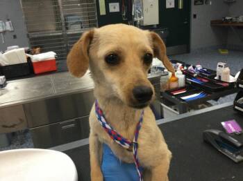 Chihuahua and Mixed Breed Dogs Available for Adoption - FRIEREN | PetCurious