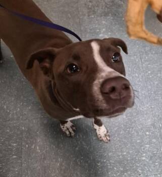 CANE -  Pit Bull Terrier and Labrador Retriever Dog for Adoption in St. Cloud, Florida - CANE | PetCurious