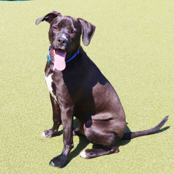 Rescue Mixed Breed Dogs for Adoption in Port Washington, New York - Oreo | PetCurious