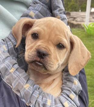 Boxer and Labrador Retriever Dogs Available for Adoption - Melinoë | PetCurious