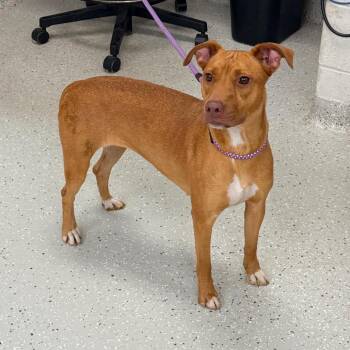Melon -  Vizsla and Mixed Breed Dog for Adoption in Indianapolis, Indiana - Melon | PetCurious