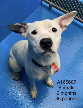 Pit Bull Terrier and Mixed Breed Dogs Available for Adoption - Sequin | PetCurious