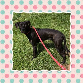 EMMY -  Boxer Dog for Adoption in Buckhannon, West Virginia - EMMY | PetCurious