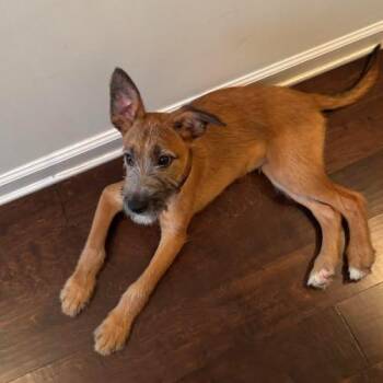 Heath -  Wirehaired Terrier and Mixed Breed Dog for Adoption in Chester, Maryland - Heath | PetCurious