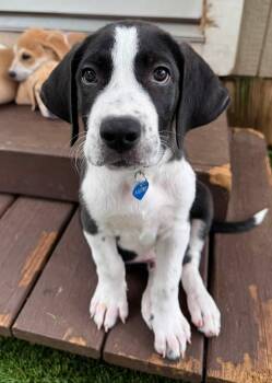 Tex -  English Pointer Dog for Adoption in Fort Worth, Texas - Tex | PetCurious