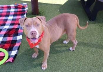 Luckie -  Mixed Breed Dog for Adoption in Athens, Georgia - Luckie | PetCurious