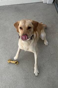 Diogi -  Yellow Labrador Retriever Dog for Adoption in Newberg, Oregon - Diogi | PetCurious