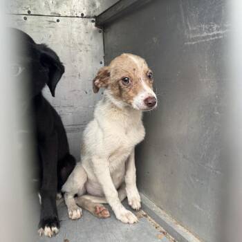 Hollie -  Australian Shepherd Dog for Adoption in Columbus, North Carolina - Hollie | PetCurious