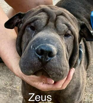 Zeus -  Shar Pei Dog for Adoption in Lake Forest, California - Zeus | PetCurious
