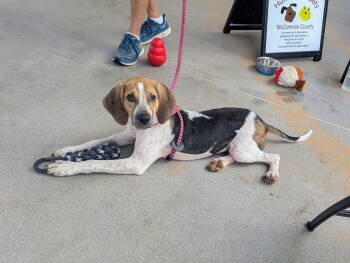Rescue Hound Dogs for Adoption in Mccormick, South Carolina - Kennedy | PetCurious