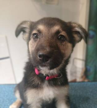Ruby -  German Shepherd Dog Dog for Adoption in Suamico, Wisconsin - Ruby | PetCurious
