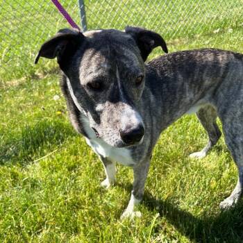 Shepherd and Mixed Breed Dogs Available for Adoption in Council Bluffs, Iowa - Rosco | PetCurious
