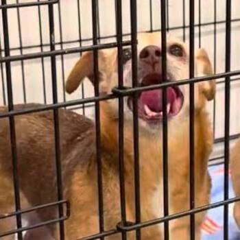 Shirley -  Mixed Breed Dog Available for Adoption in Jeffersonville, Indiana - Shirley | PetCurious