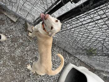 Rescue Labrador Retriever and Catahoula Leopard Dog Dogs for Adoption in Hendersonville, Tennessee - Albie | PetCurious