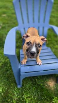 Rosie -  Mixed Breed Dog for Adoption in Penfield, New York - Rosie | PetCurious