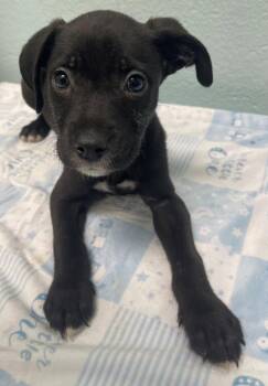 TIMOTHY -  Rat Terrier and Pit Bull Terrier Dog for Adoption in Tulsa, Oklahoma - TIMOTHY | PetCurious