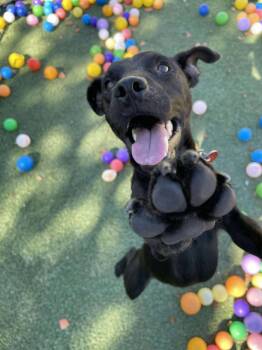Rescue Patterdale Terrier Fell Terrier Dogs for Adoption in Tempe, Arizona - Backflips | PetCurious