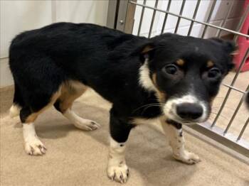 RED -  Border Collie Dog for Adoption in Derwood, Maryland - RED | PetCurious