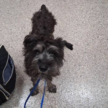 Leash Witherspoon -  Miniature Schnauzer Dog for Adoption in Detroit Lakes, Minnesota - Leash Witherspoon | PetCurious