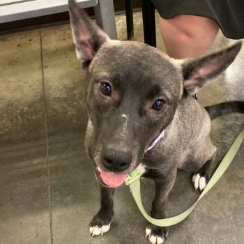 Rescue Mixed Breed Dogs for Adoption in Memphis, Tennessee - LUNA | PetCurious