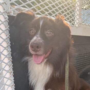 Feeney -  Australian Shepherd Dog for Adoption in Jacksonville, Arkansas - Feeney | PetCurious