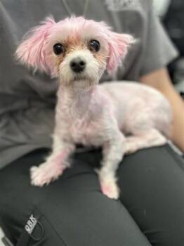 Diva -  Mixed Breed Dog for Adoption in West Chester, Pennsylvania - Diva | PetCurious